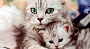 Ruyada Kedi Yavrusunu Kucagina Almak Ruyandagor Com