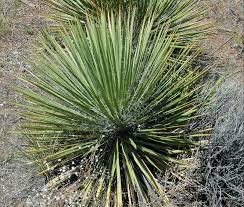 This yucca loves the sun and heat and is considered a xeriscape plant fit for drought conditions. D2pizdiymqohm