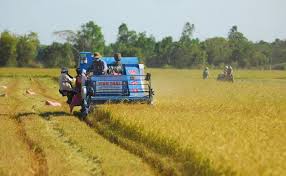 Giá gạo xuất khẩu có xu hướng giảm - Báo Quảng Ninh điện tử