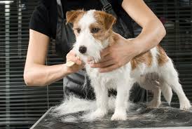 Animal house pet center has the largest selection of raw. Fuzzy Furries Pet Food Spa Barkery