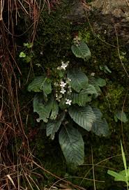 Image result for Streptocarpus hirticapsa