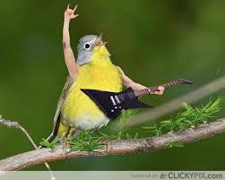 Birds With Human Arms These Birds With Human Arms Will Terrify And Delight You Funny Birds Animal Heads Birds