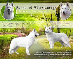 White Shepherd Puppies From Germany White Alsatian White Swiss Shepherds Berger Blanc Suisse