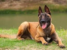 Langhaarig sind der schwarze groenendael und der rotbraune tervueren, rauhhaarig der laeken und kurzhaarig der malinois. Malinois Training Und Erziehung Fur Den Schaferhund