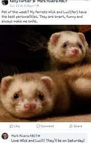 260 Life As A Ferrent Ideas Ferret Cute Ferrets Shark
