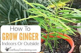 Ginger grows horizontally so a wide and shallow dish, ideally 18 inches, is the best choice for planting. How To Grow Ginger Root Indoors Or Outside Get Busy Gardening