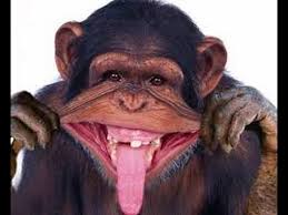 Image result for LAUGHING MONKEY