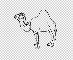 Camels in arabia are often classified into two categories, common and thoroughbred. Dromedary Bactrian Camel Coloring Book Child Baby Camels Child White Mammal Child Png Klipartz