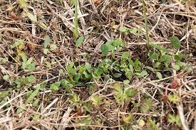 Check spelling or type a new query. Complement Bermudagrass With Alfalfa Hay And Forage Magazine