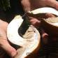 Introduction to Mushrooms in Rocky Mountain National Park