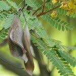 Image result for Peltophorum africanum