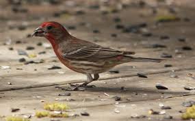 Black Bird With Orange Belly Michigan Male House Finch My Bright Boy Birds Animals Backyard