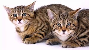 Out of curiosity, i decided to try to make a video with my cat that was inspired by another tiktok. Scottish Wildcats Are In Danger Of Extinction Here S How To Save Them