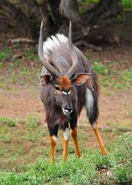 Nyala Antelope I Did Not Realize These Creatures Were Real Animals African Animals Weird Animals