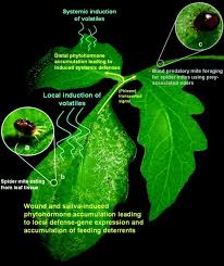 I've heard from than fans are another common cause, but any electrical device has the potential to interfere with your. The Impact Of Induced Plant Volatiles On Plant Arthropod Interactions Springerlink