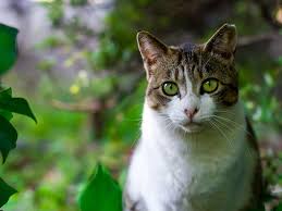 When cats develop dry eye, it's due to a lack of tear production. Cherry Eye In Cats Causes And Treatments Uk Pets
