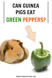 Pin On Guinea Pig Food And Diet