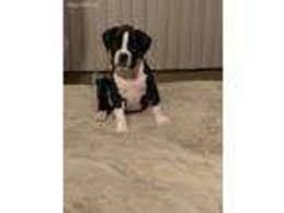 Boxer puppies and dogs in massachusetts. Puppyfinder Com Boxer Puppies Puppies For Sale And Boxer Dogs For Adoption Near Me In Dartmouth Massachusetts Usa Page 1 Displays 10