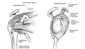 The shoulder is not a single joint, but a complex arrangement of bones, ligaments, muscles, and tendons that is better called the shoulder girdle. What To Expect After Shoulder Arthroscopy And Rotator Cuff Repair