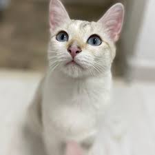 Сара Джессика Паркер😁 Или просто Сара, все ещё не нашла свою семью.  Красивая голубоглазая кошечка, имеет ручной и ласковый темперамент.  🍽Питание корм Проплан. ✓Стерилизована, не будет метить. ✓Ходит  исключительно в лоток За