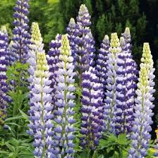 Lupine Gras Gartenpflanzen Pflanzen