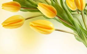 Love Yellow Tulips Bunga Kuning Bunga Teratai Bunga Tulip