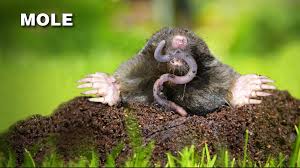 Sometimes this can mean trapping and killing them with mole and gopher bait, but this should be a last resort. How To Get Rid Of Moles Grass Pad