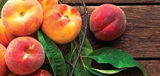 Contender peach trees are exceptionally hardy and disease resistant. Growing The Perfect Peaches