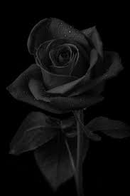 Pin On Noir