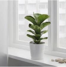 If you accidentally let your ficus tree's soil dry out completely, you may need to soak the tree's container in the tub for an hour to properly rehydrate the soil. 10 Things Nobody Tells You About Fiddle Leaf Fig Trees Gardenista