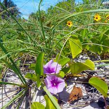 When looking for things to do near miami for the whole family, you will come across many miami excursions. File Miami Beach Sand Dune Flora Yellow And Purple Flowers Jpg Wikimedia Commons