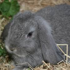 Purebred holland lop baby bunnies with teddy bear faces. Best Baby Holland Lop Rabbit For Sale In El Dorado County California For 2021