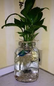 Common Betta Fish Diseases Betta Fish Care A Betta Fish Must Read Indoor Aquaponics Indoor Water Garden Aquaponics Fish