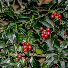Ilex aquifolium (holly, common holly, english holly, european holly, or occasionally christmas holly), is a species of holly native to western and southern. Ilex X Aquipernyi Dragon Lady 11046 Holly Dragon Lady Is A Hybrid Between Ilex Aquifolium And Ilex Pernyi T Pollinator Garden Winter Plants Holly Tree