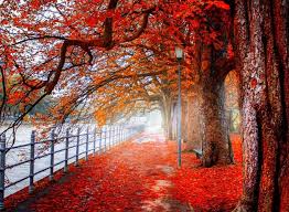 Hd Wallpapers Of Nature Full Hd 1080p Desktop Backgrounds For Pc Mac Laptop Tablet Mobile Phone Appealing meadows became the subject of many poems and literary tales, as well as inspiration for writers and artists. hd 1080p desktop backgrounds
