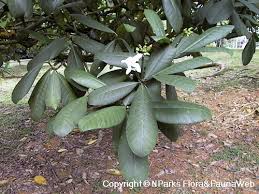 Image result for Tabernaemontana pachysiphon