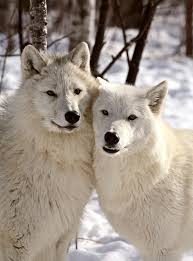 Pin De Silvia Mendoza En Lobos Pareja De Lobos Amor De Lobo Stuffed Animals
