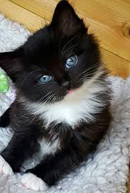 Bettie The Cutest Kitten Black And White Ragdoll Kittens Cutest Pretty Cats Cute Cats And Kittens