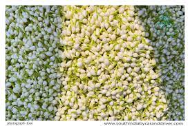 Jasmineflowers Maduraimarket Tamilnadu Kerala Tamil Nadu Jasmine Flower
