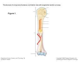 Check spelling or type a new query. Label The Diagram Of A Long Bone Quiz