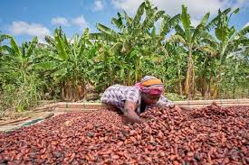Cocoa Farmers dey Get Scholarship for Demma Children: Wetin dey Come 2025? - Imagen principal del artículo