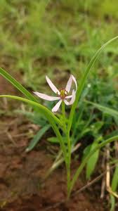 Image result for Iphigenia pauciflora
