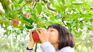The best fruit trees for this zone. 7 Places To Go Apple Picking In Washington Parentmap