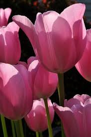Flower delivery to bend, oregon. 44 Beautiful Ideas Beautiful Planting Flowers Punk Nails