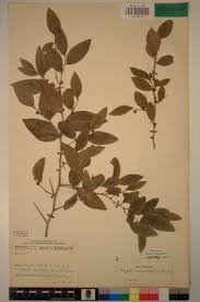 Image result for Dovyalis macrocalyx