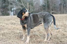 Pin On Man S Best Friend