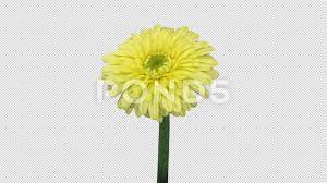 Time Lapse Of Opening Yellow Gerbera Flower With Alpha Channel Stock Footage Yellow Gerbera Opening Time Gerbera Flower Gerbera Flowers