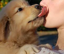 5 dog's emotion exercise · without force / harsh way Why Does My Dog Always Want To Lick Me