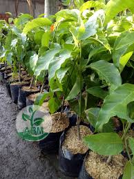 We did not find results for: Jual Bibit Pohon Bunga Kantil Kuning Harga Murah Jual Ikan Koi Murah