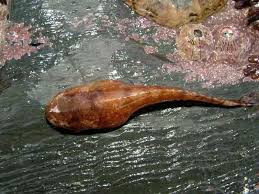 Image result for Liparis